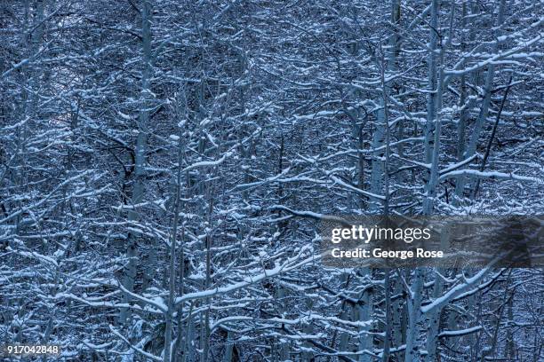 Trees near Camp Richardson are coated in a light dusting of snow on January 21 in South Lake Tahoe, California. Though a six-year drought in...