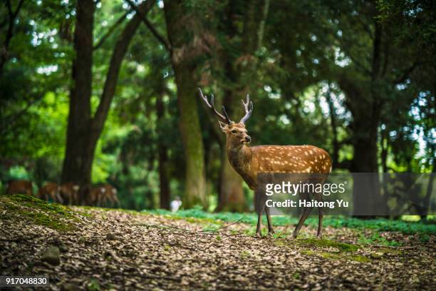 deer in nara - 奈良県 ストックフォトと画像