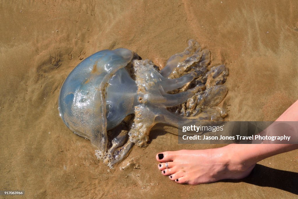 Large Jellyfish