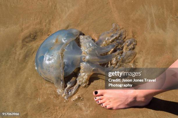 large jellyfish - stechen tierverhalten stock-fotos und bilder