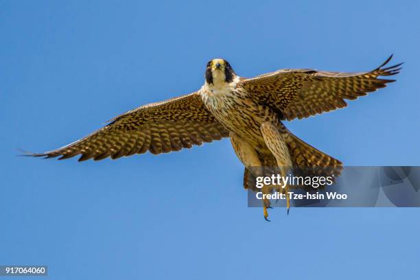 peregrine falcon - peregrine falcon fotografías e imágenes de stock