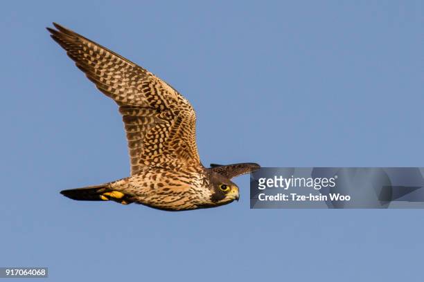 peregrine falcon - peregrine falcon stock pictures, royalty-free photos & images