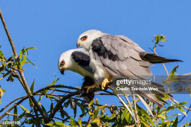 white-tailed kite - white tailed kite stock pictures, royalty-free photos & images