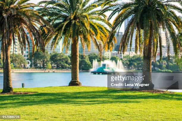 palm trees on meadow against florida lake - orlando florida stock pictures, royalty-free photos & images