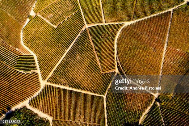barolo wine region in autum, piedmont, italy - terra coltivata foto e immagini stock