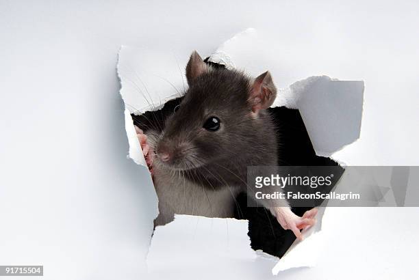 a rat poking its head through the wall - mouse hole stock pictures, royalty-free photos & images
