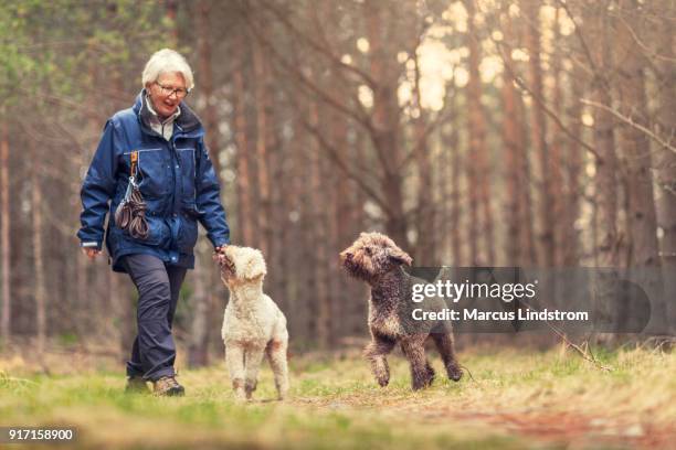 hond wandelen in het bos - dog friend stockfoto's en -beelden