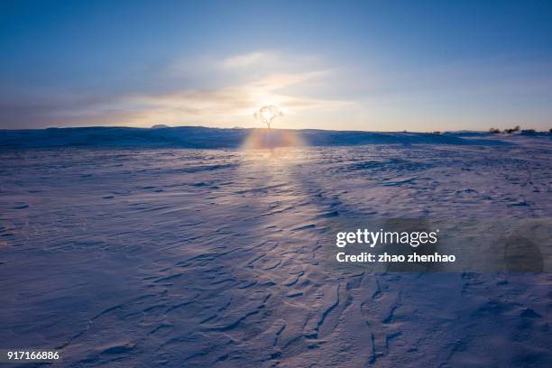 tree in snow - chifeng stock pictures, royalty-free photos & images