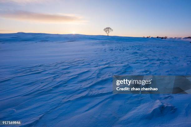 tree in snow - chifeng stock pictures, royalty-free photos & images