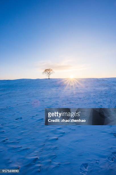 tree in snow - chifeng stock pictures, royalty-free photos & images