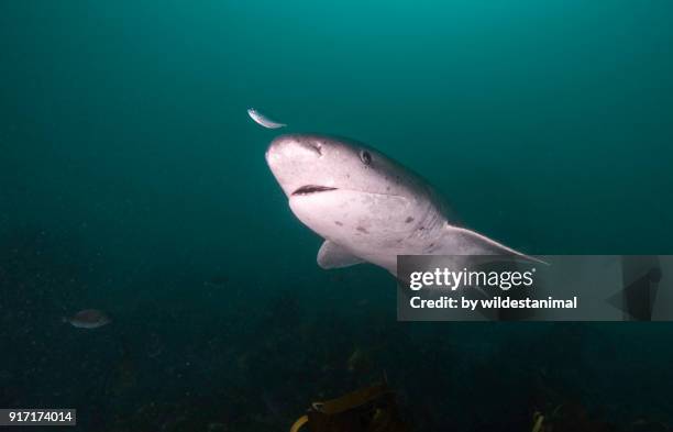 seven gill shark and pilot fish swimming in the kelp forests in walker bay, south africa. - pilot fish stock pictures, royalty-free photos & images