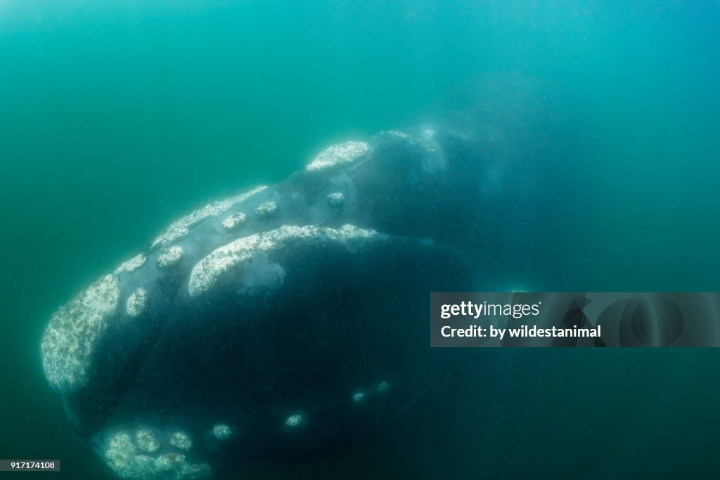 Close up view of a southern right whale in Betty's Bay, South Africa.