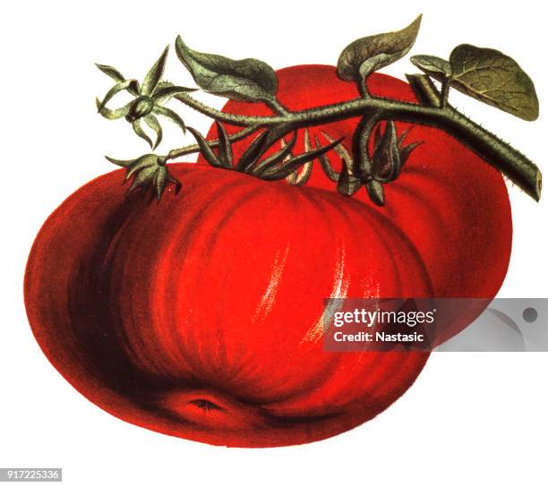 stockillustraties, clipart, cartoons en iconen met tomaat - tomaat