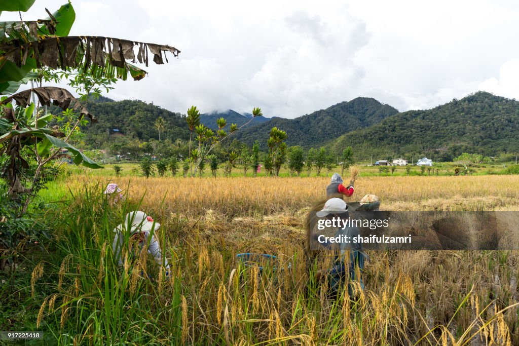 View of farmers at paddy field during harvest season in Bario, Sarawak - a well known place as one of the major organic rice supplier in Malaysia.