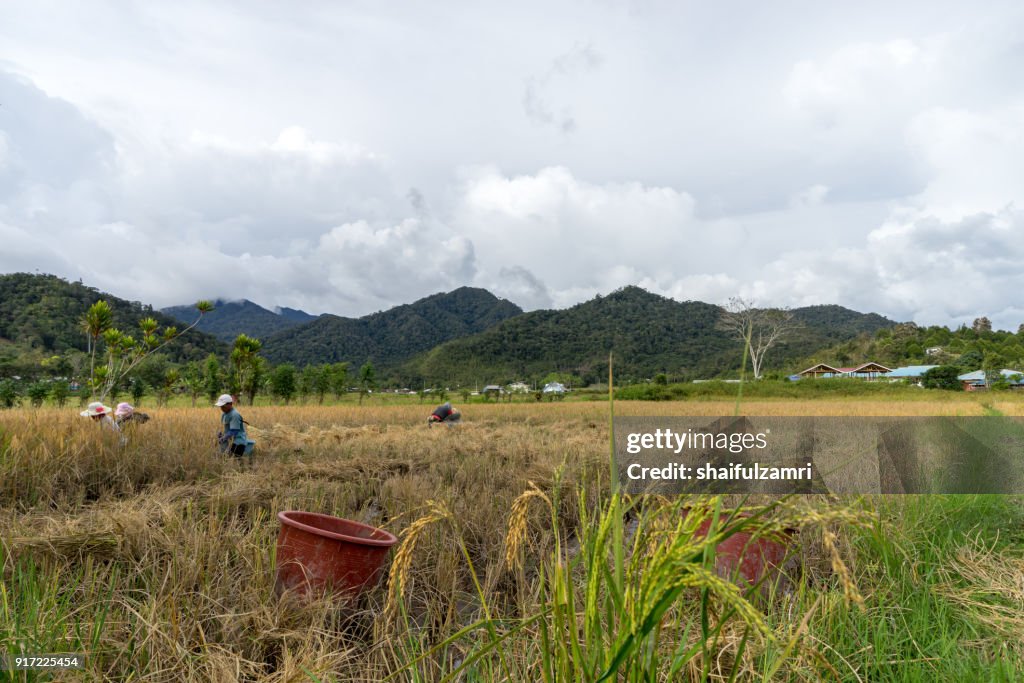 View of farmers at paddy field during harvest season in Bario, Sarawak - a well known place as one of the major organic rice supplier in Malaysia.
