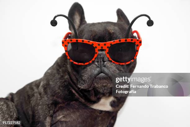 dog with ladybug glasses - haarreifen mit sternchen stock-fotos und bilder