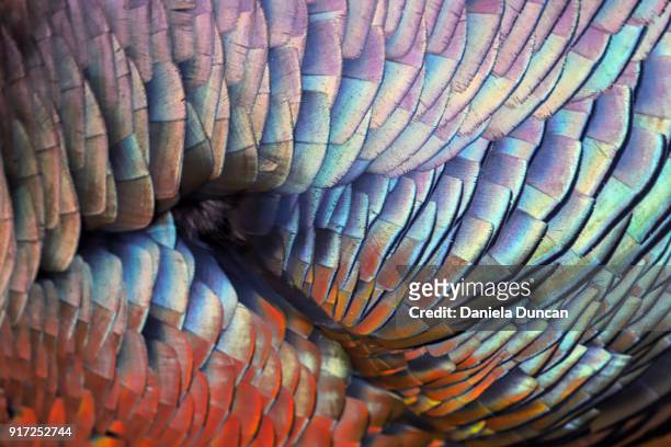 iridescent feathers - turkey feathers 個照片及圖片檔