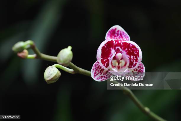 orchid starting to bloom - moth orchid imagens e fotografias de stock