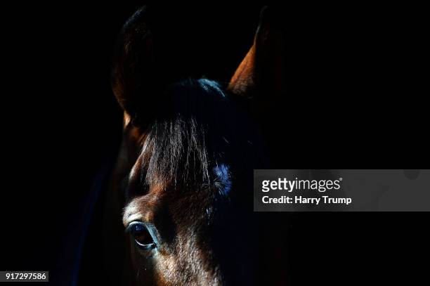 Detailed view of a horse at Manor Farm Stables on February 12, 2018 in Ditcheat, Somerset.