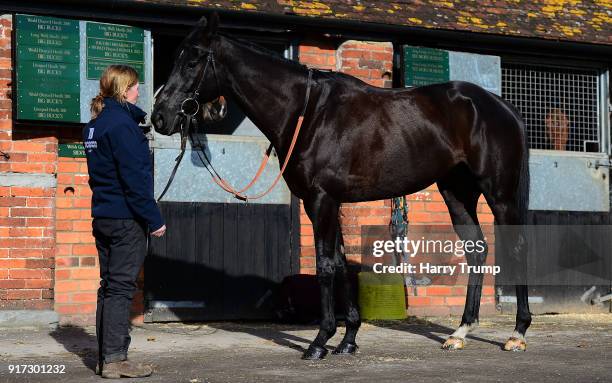 Black Corton poses at Manor Farm Stables on February 12, 2018 in Ditcheat, Somerset.