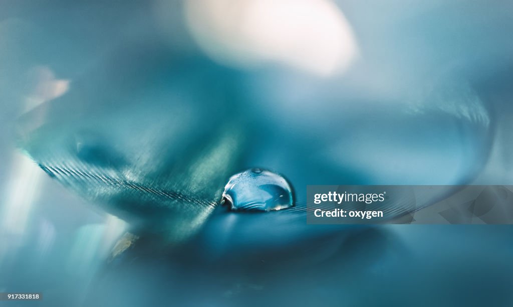 Feathers aqua blue color with a drop of water. abstract macro with feather.Soft and selective focus