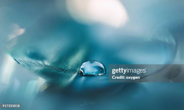 feathers aqua blue color with a drop of water. abstract macro with feather.soft and selective focus - morning dew stockfoto's en -beelden
