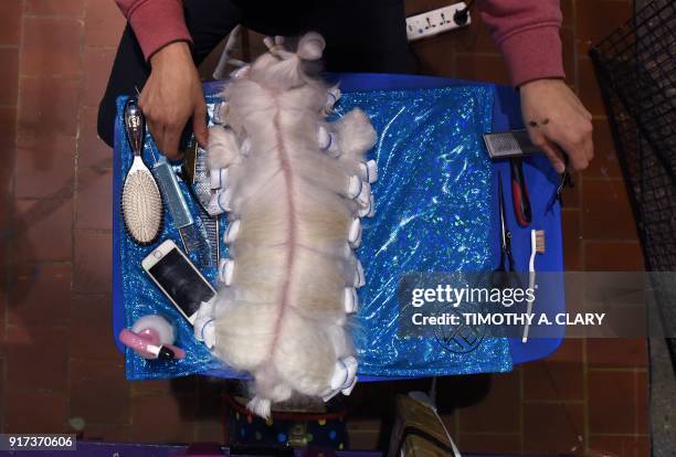 Maltese waits in the benching area on Day One of competition at the Westminster Kennel Club 142nd Annual Dog Show in New York on February 12, 2018.