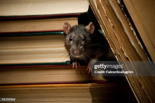 rat with book - rat 個照片及圖片檔