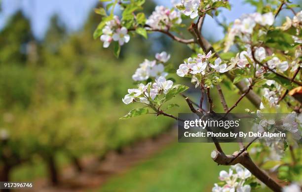 apple orchard in full bloom. - apple tree stock pictures, royalty-free photos & images