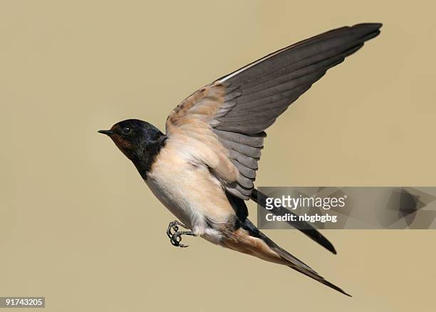 swallow - zwaluw stockfoto's en -beelden