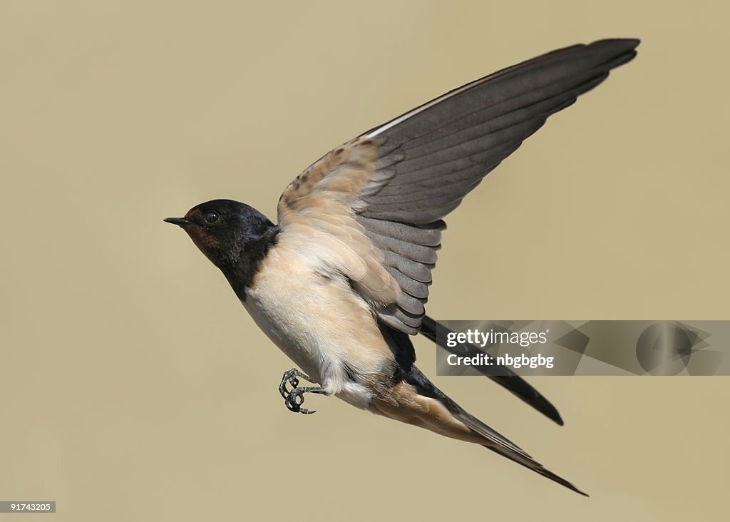 Swallow