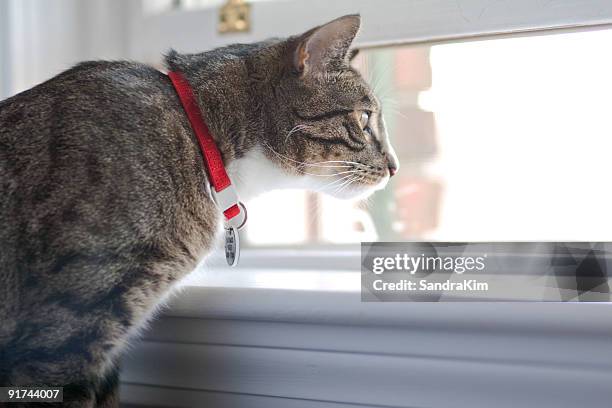 indoor cat with collar - naamplaatje etiket stockfoto's en -beelden