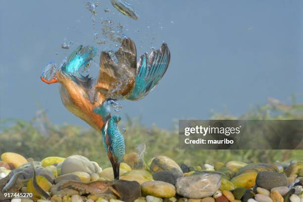 kingfisher fishing underwater - dove bird stock pictures, royalty-free photos & images