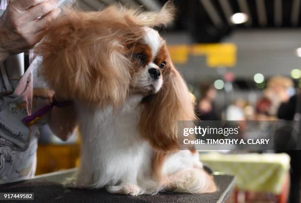 Cavalier King Charles Spaniel is groomed in the benching area on Day One of competition at the Westminster Kennel Club 142nd Annual Dog Show in New...