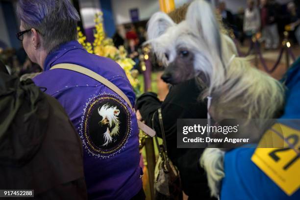 Chinese Crested dog waits to compete at the 142nd Westminster Kennel Club Dog Show at The Piers on February 12, 2018 in New York City. The show is...