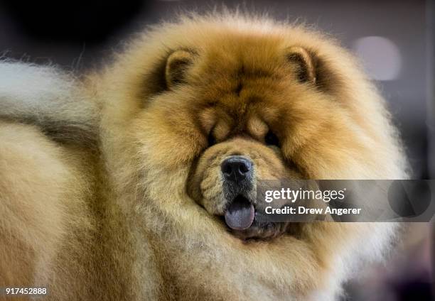 Green the Chow Chow sits in the grooming area at the 142nd Westminster Kennel Club Dog Show at The Piers on February 12, 2018 in New York City. The...