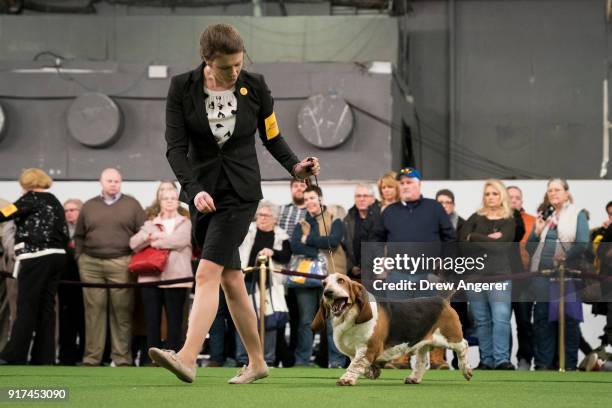 Basset Hound competes at the 142nd Westminster Kennel Club Dog Show at The Piers on February 12, 2018 in New York City. The show is scheduled to see...