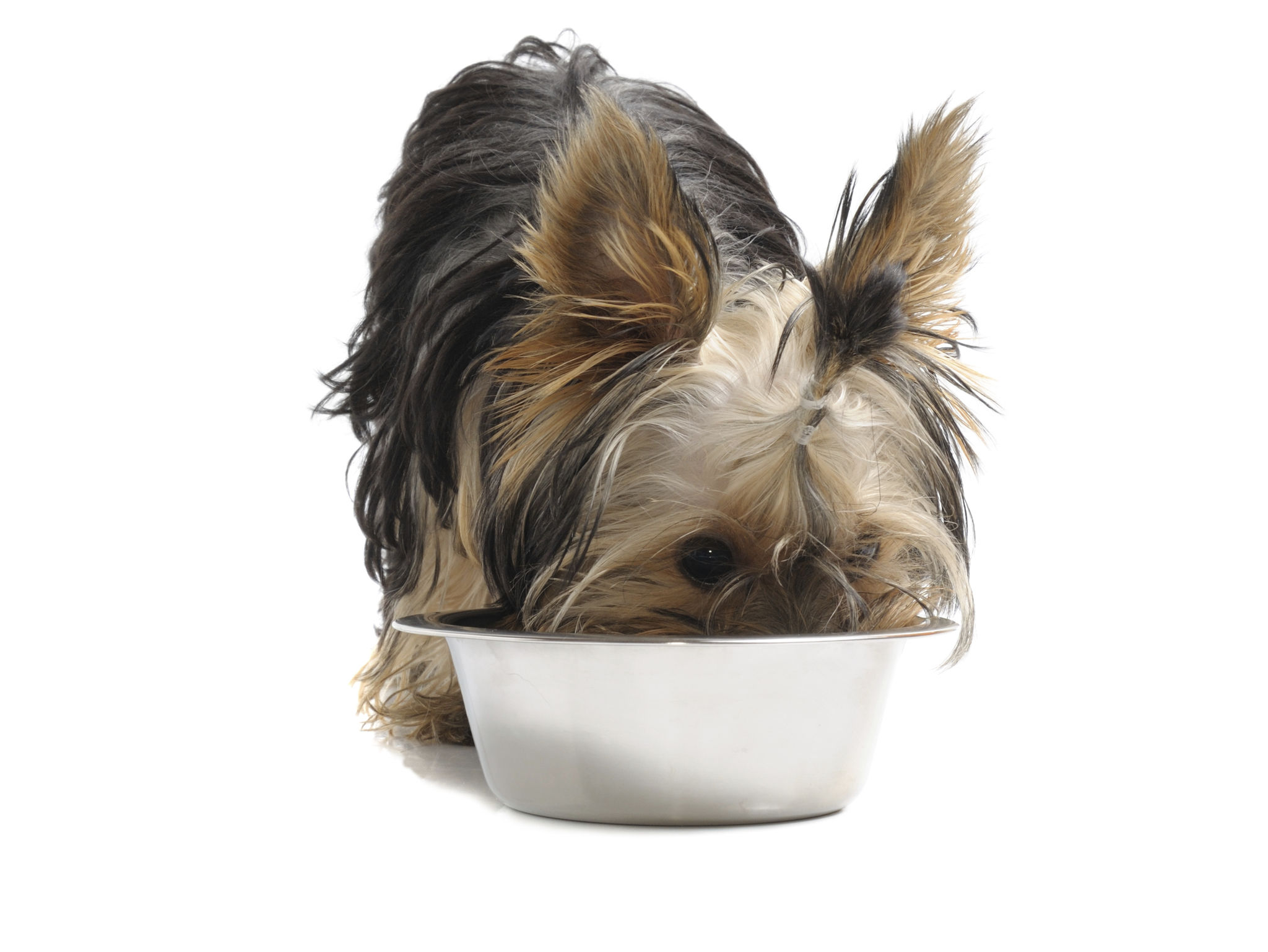yorkshire terrier eating