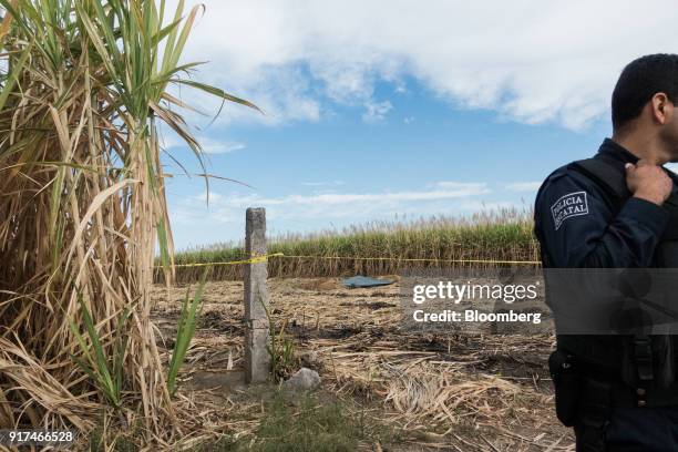 Police officer guards a clandestine grave discovered at a sugarcane field in the town of Xalisco, Nayarit state, Mexico, on Saturday, Feb. 10, 2018....