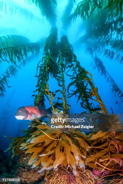 kelp forest at santa barbara island - kelp stock pictures, royalty-free photos & images