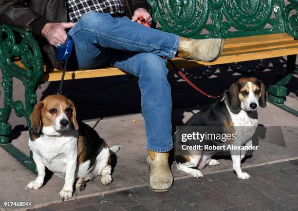 Beagle Conflict Photos and Premium High Res Pictures Getty Images