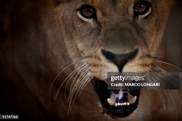 Lioness roars in its cage at a private zoo in the southern Gaza Strip town of Rafah on October 3, 2009. Zoo parks in the Gaza Strip had their share...