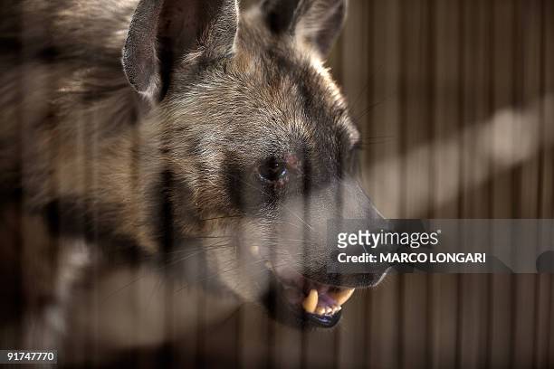 Hyena scowls inside a cage at a private zoo in the southern Gaza Strip town of Rafah on October 3, 2009. Zoo parks in the Gaza Strip had their share...