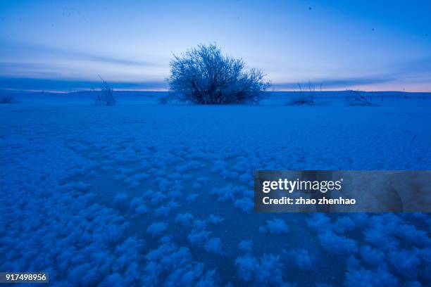 tree in snow - chifeng stock pictures, royalty-free photos & images