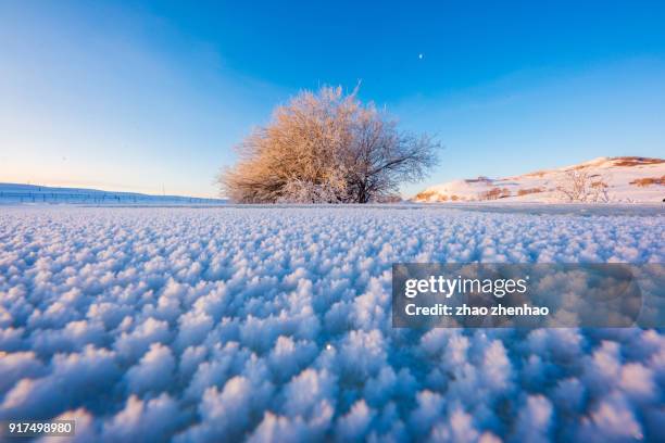 tree in snow - chifeng stock pictures, royalty-free photos & images