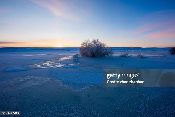 tree in snow - chifeng stock pictures, royalty-free photos & images