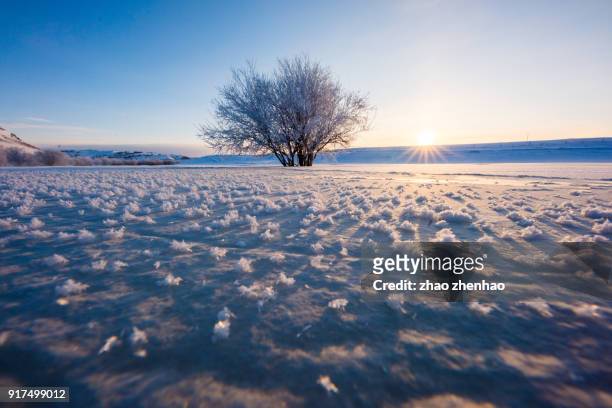 tree in snow - chifeng stock pictures, royalty-free photos & images