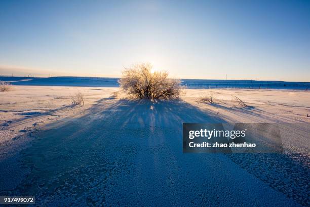 tree in snow - chifeng stock pictures, royalty-free photos & images