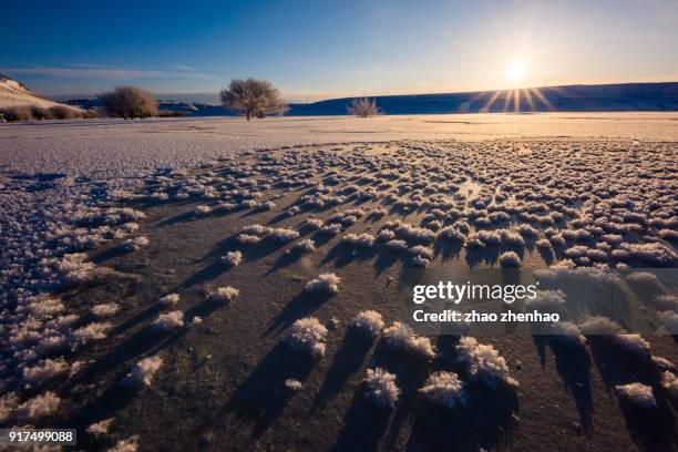 tree in snow - chifeng stock pictures, royalty-free photos & images