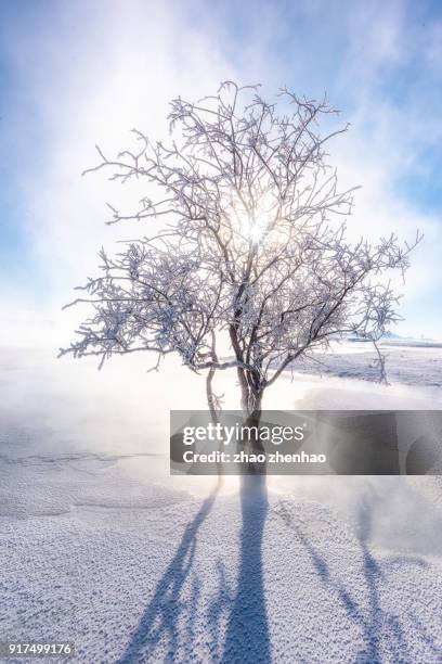 tree in snow - chifeng stock pictures, royalty-free photos & images